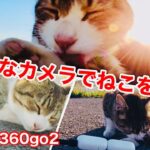 【猫動画】超簡単ねこのドアップ🐾撮影方法【insta360go2】