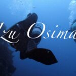 IzuOshima　Diving（動画のタイトルhが抜けてました。。。）【撮影機材】DJI OsmoAction