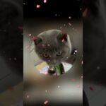 スマホで動画作成・修正　【愛猫の誕生日】　　シャルトリュー
