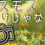 風景写真【秋の花】一眼レフとミラーレスカメラで撮影！