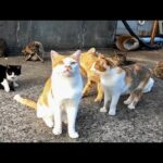 【今週のボツ動画】短い野良猫動画まとめて公開2021/10/4w