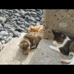 【感動猫動画】猫散歩live