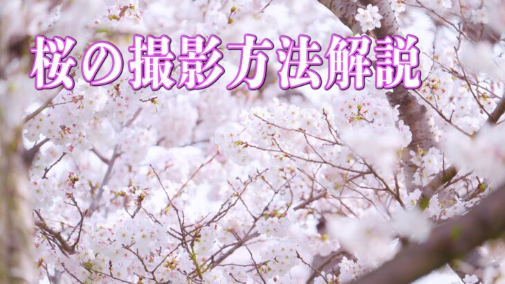 桜を撮影してきました！撮影方法解説動画【シネマカメラ&ドローン空撮】