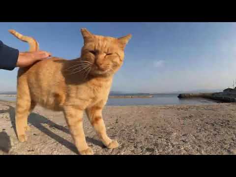 感動猫動画 のライブ配信