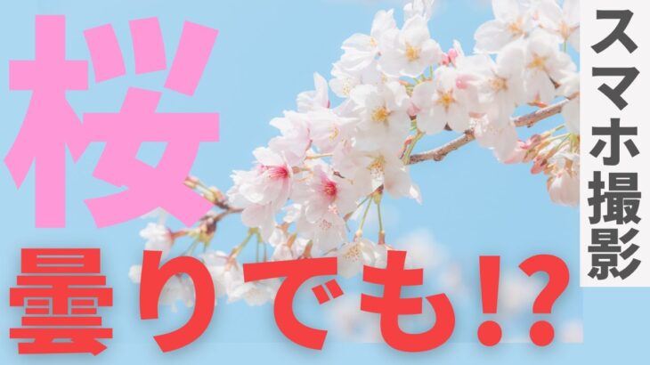 【桜の撮影】曇り空でもあきらめない！スマホで桜を綺麗に撮るコツ