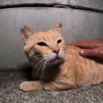 感動猫動画 の夜の猫島ライブ配信