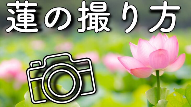 【カメラ初心者向け】蓮の撮り方5選！写真撮影テクニック！