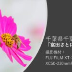 FUJIFILM X-T30 動画撮影 ＠千葉市【富田さとにわ耕園】コスモス 「ハチさんのお食事」