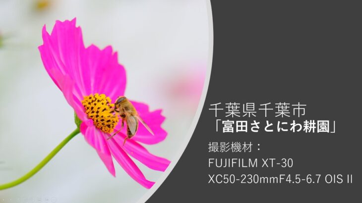 FUJIFILM X-T30 動画撮影 ＠千葉市【富田さとにわ耕園】コスモス 「ハチさんのお食事」