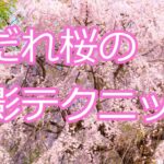 【ゆっくり解説】しだれ桜の撮影テクニック