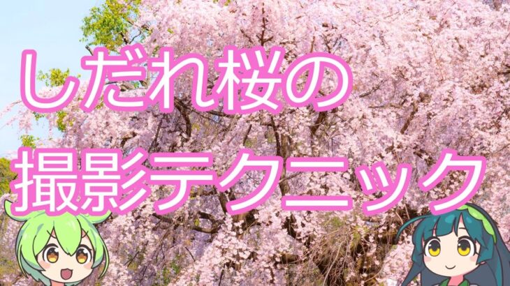 【ゆっくり解説】しだれ桜の撮影テクニック