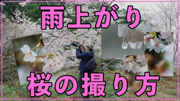 【初心者】雨上がりの桜の撮影方法を解説しながらスナップしてみた