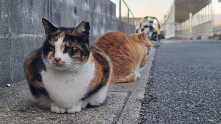 感動猫動画 のライブ配信