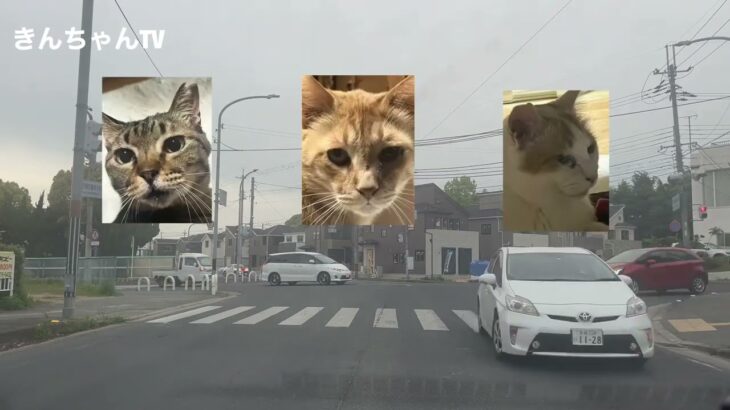 猫ちゃん紹介&スマホから初投稿の練習