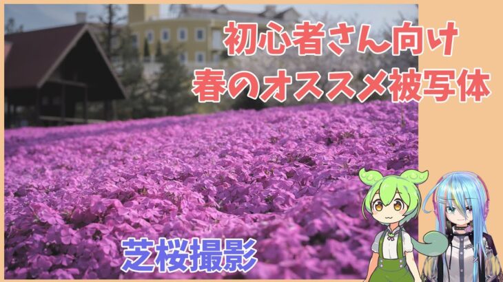 【カメラ初心者さん向け】春のオススメ被写体！芝桜撮影