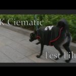 【8K テスト動画】犬の散歩【Nikon Z9】