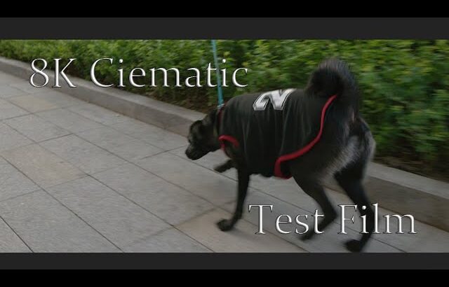 【8K テスト動画】犬の散歩【Nikon Z9】