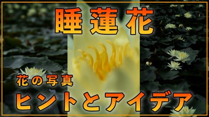 【カメラ講座】テクニックを学ぶ！睡蓮の花写真撮影のヒントとアイデア