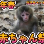 【赤ちゃん・ニホンザル・４K動画】2023年　赤ちゃん　淡路島