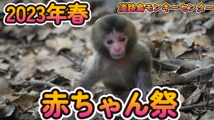 【赤ちゃん・ニホンザル・４K動画】2023年　赤ちゃん　淡路島