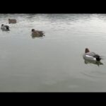 kyoto 鴨の泳ぎの動画 Duck swimming video