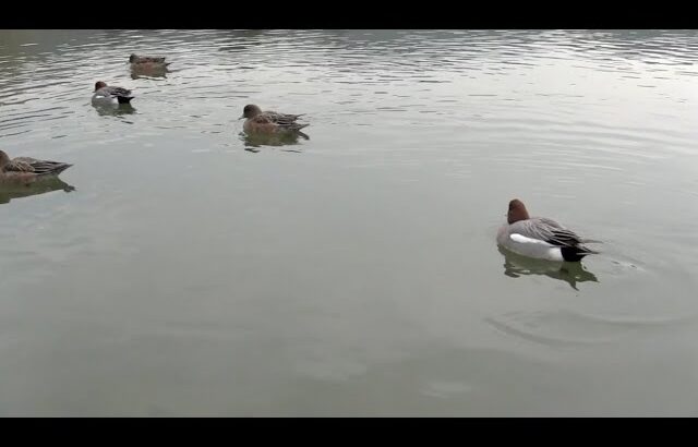 kyoto 鴨の泳ぎの動画 Duck swimming video