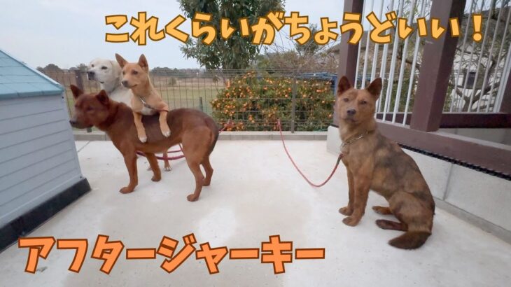 【ジャーキー動画撮影後】それぞれの猟犬たち。このくらいがちょうどいい！