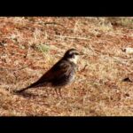 アルプス公園で野鳥の動画撮影テスト