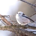 冬の釧路に野鳥撮影旅行に行って来ました。
