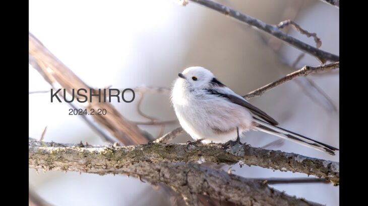 冬の釧路に野鳥撮影旅行に行って来ました。