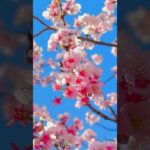 【撮影:Kazuma】ワンカットで桜を撮影しました！ #撮影テクニック #撮影方法 #桜 #rkphoto