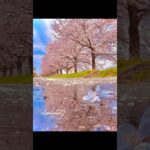 失敗しない桜の撮り方【撮影:Ryota】#rkphoto #撮影テクニック #春 #桜