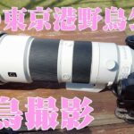 【野鳥撮影】春の東京港野鳥公園で野鳥撮影  SONYα7RV＆  SONY FE 200-600mm F5.6-6.3 G OSS