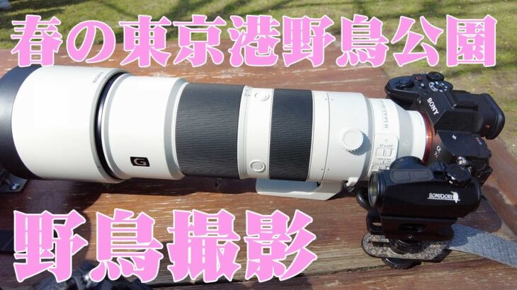 【野鳥撮影】春の東京港野鳥公園で野鳥撮影  SONYα7RV＆  SONY FE 200-600mm F5.6-6.3 G OSS