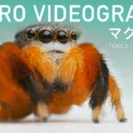 MACRO VIDEOGRAPHY マクロ撮影【TOOLS クリエイターの道具】ハエトリグモを撮る