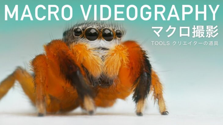 MACRO VIDEOGRAPHY マクロ撮影【TOOLS クリエイターの道具】ハエトリグモを撮る