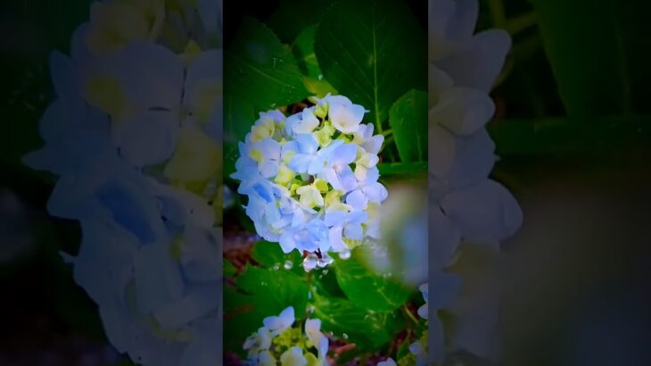 ワンカットで撮れる紫陽花の撮り方#rkphoto #撮影テクニック #iphone #紫陽花