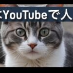 YouTubeで人気猫動画の撮影・編集テクニック※投稿者全くできておりません