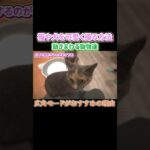 【猫や犬の撮り方】広角撮影がおすすめ #動画撮影 #猫カフェ #一眼カメラ