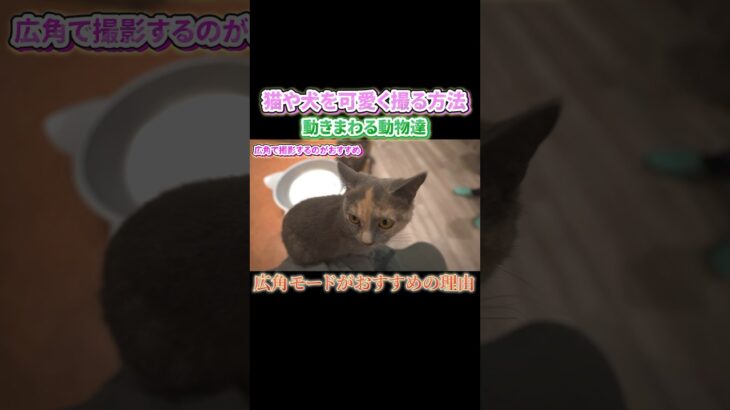 【猫や犬の撮り方】広角撮影がおすすめ #動画撮影 #猫カフェ #一眼カメラ