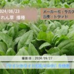 【品種】　【撮影日時】　【播種日】　#業務用 #加工用 #給食用