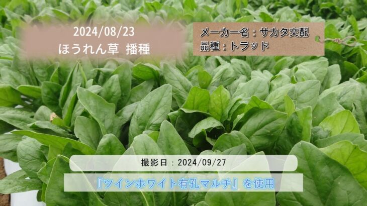 【品種】　【撮影日時】　【播種日】　#業務用 #加工用 #給食用