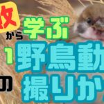 【野鳥動画をうまく撮る方法】失敗から学ぶ良い野鳥動画の撮りかた／野鳥動画失敗の原因と対策／失敗動画例・字幕音声解説付き