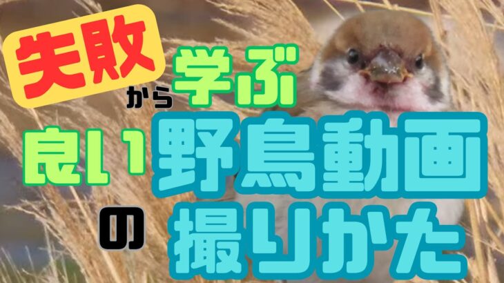 【野鳥動画をうまく撮る方法】失敗から学ぶ良い野鳥動画の撮りかた／野鳥動画失敗の原因と対策／失敗動画例・字幕音声解説付き