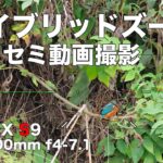 【ハイブリッドズームで動画】LUMIX S9とS28-200mmでカワセミ撮影