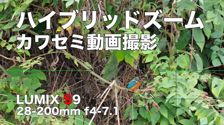 【ハイブリッドズームで動画】LUMIX S9とS28-200mmでカワセミ撮影