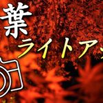 もっと幻想的に！紅葉ライトアップ撮影テクニック！秋の夜景を楽しむ！