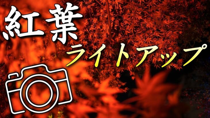 もっと幻想的に！紅葉ライトアップ撮影テクニック！秋の夜景を楽しむ！