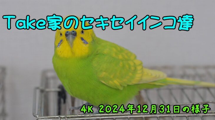 ４K動画　Nikon Z６Ⅲで撮影のセキセイインコ動画