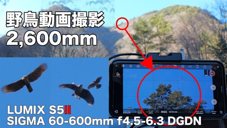 【野鳥動画撮影】2,600mmで野鳥の動画撮影をやってみました。